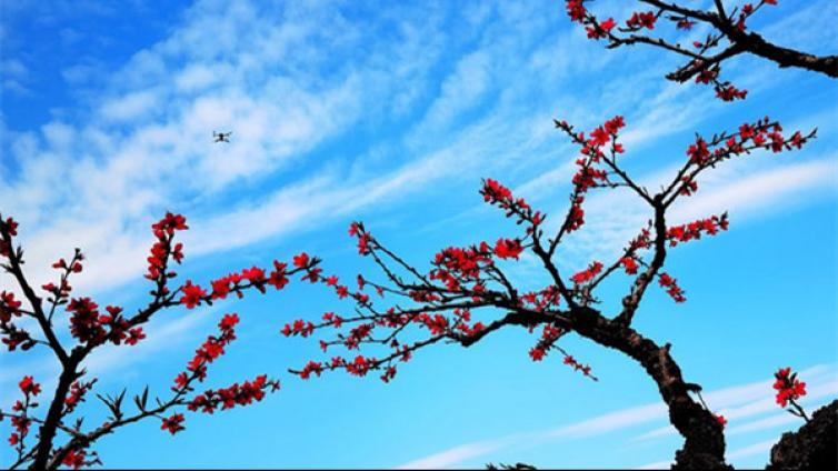 艺苑微展|十里桃花香  醉美桃花源（一）