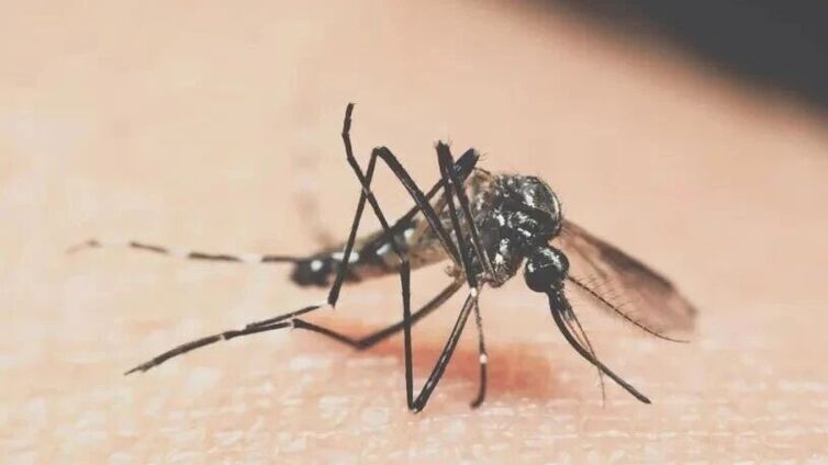 防蚊重点提示：警惕寨卡病毒病，共防基孔肯雅热与登革热